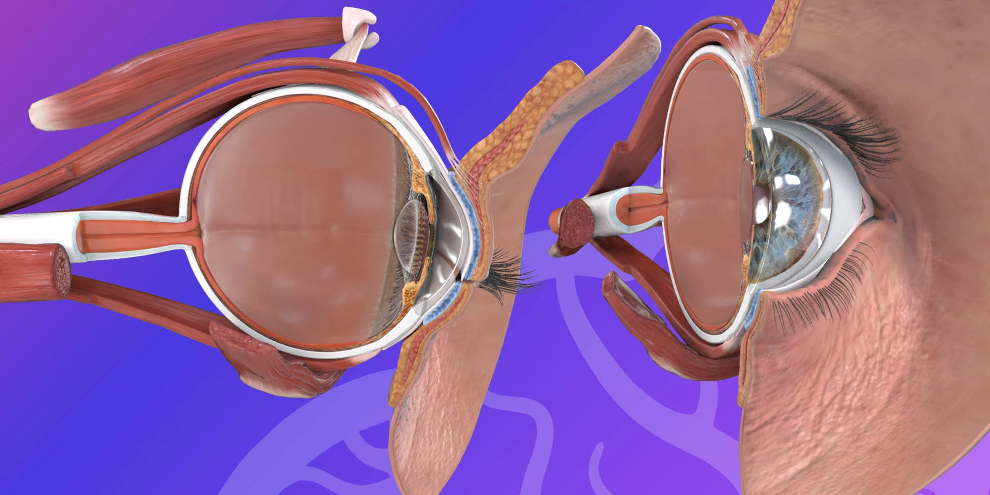 HEAD & NECK_ Eye- left sagittal section image